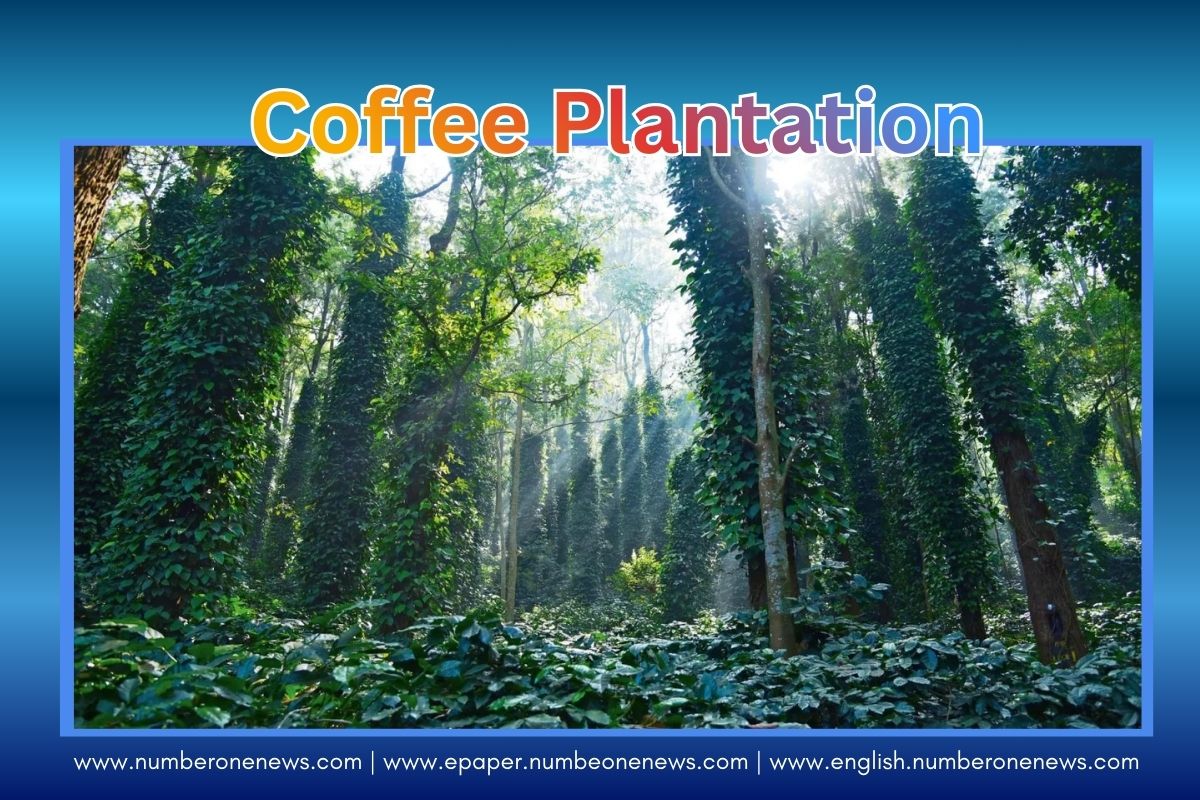 The Andhra Pradesh government plans to expand coffee cultivation by one lakh acres in the Paderu Agency over five years.