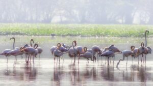  Flamingo Festival 2026 will be held on January 10 and 11 at Pulicat Lake and nearby locations in Tirupati district. Know all about Flamingoes