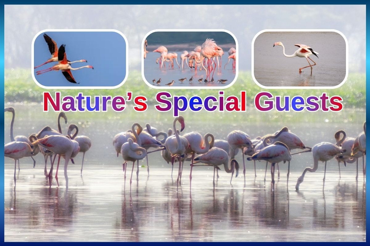 Flamingo Festival 2026 will be held on January 10 and 11 at Pulicat Lake and nearby locations in Tirupati district. Know all about Flamingoes